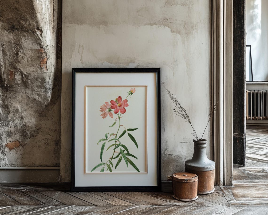 Pink Cosmos Flowers on Tall Stem Vintage Botanical Illustration Poster - Image 3