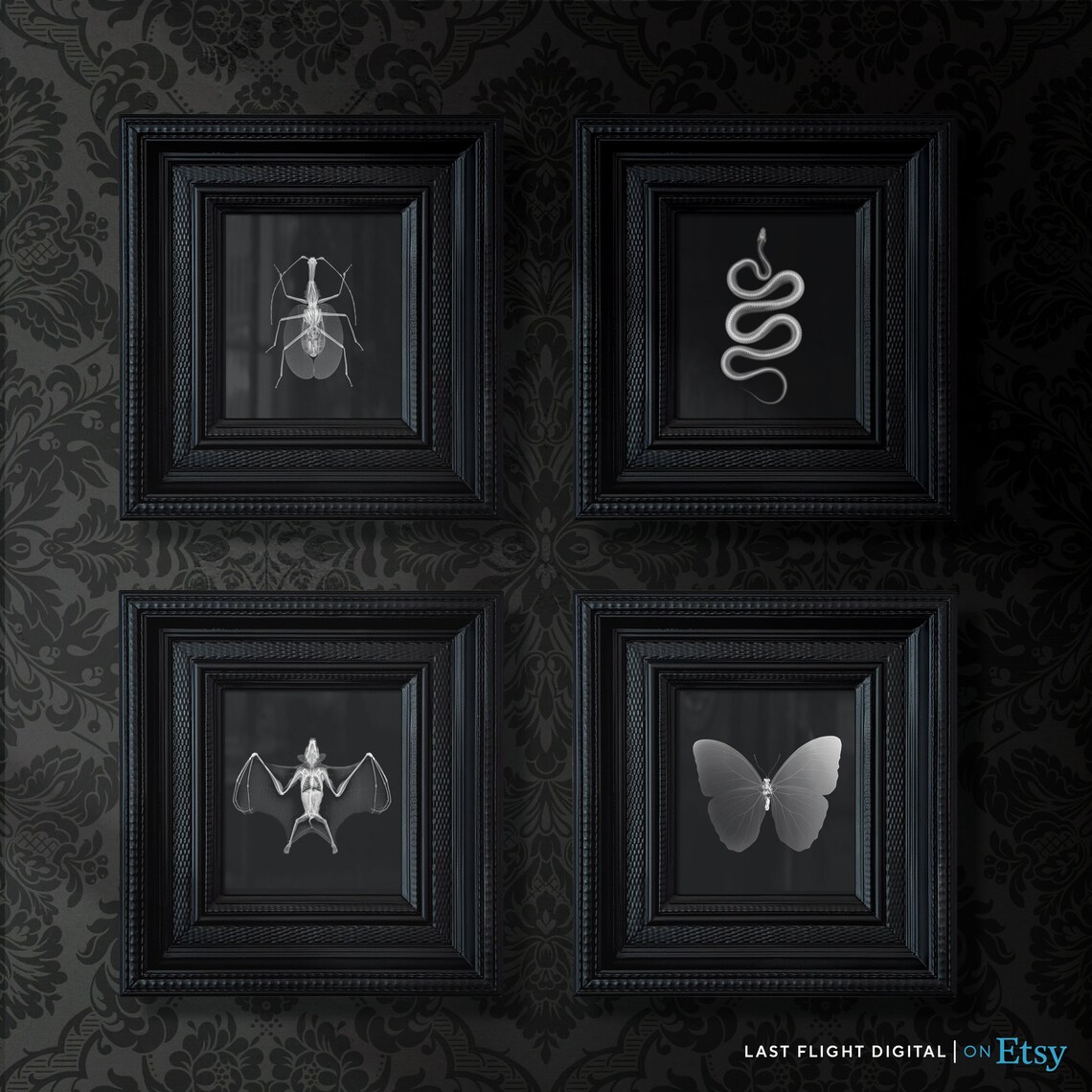 Leaf Insect X Ray Art Black Background Macro Entomology Poster - Image 4