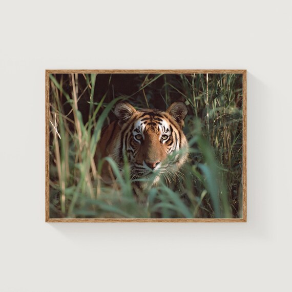 Bengal Tiger Fine Art Print India Wildlife Photography