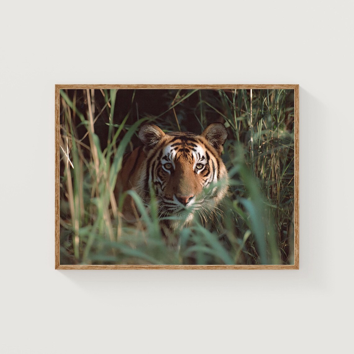 Bengal Tiger Fine Art Print India Wildlife Photography