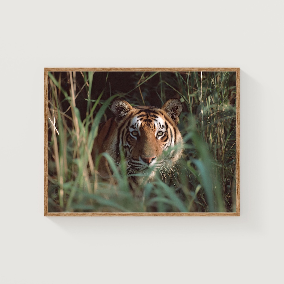Bengal Tiger Portrait in Tall Grass Wildlife Photography Art Print