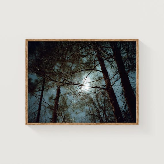 Moonlight Forest Canopy 35mm Film Night Photography Fine Art Print Dreamy Nature Wall Decor