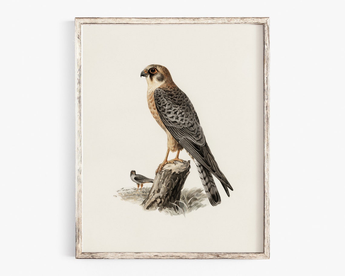 Falcon Raptor Vintage Natural History Bird Illustration Poster - Image 2