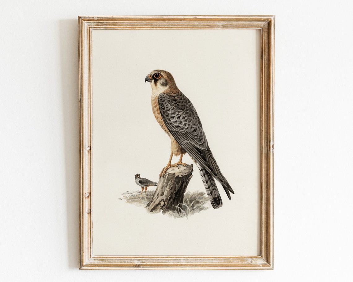 Falcon Raptor Vintage Natural History Bird Illustration Poster