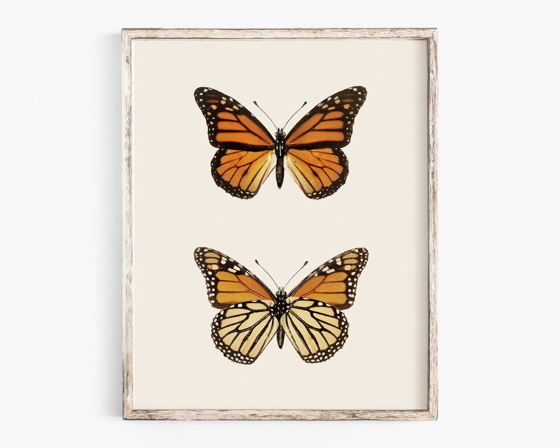 Monarch Butterfly Pair Vintage Naturalist Illustration Poster - Image 2