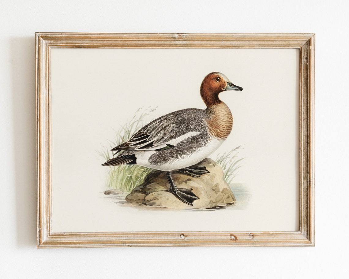 Eurasian Wigeon Duck Vintage Farmhouse Naturalist Art Poster - Image 3