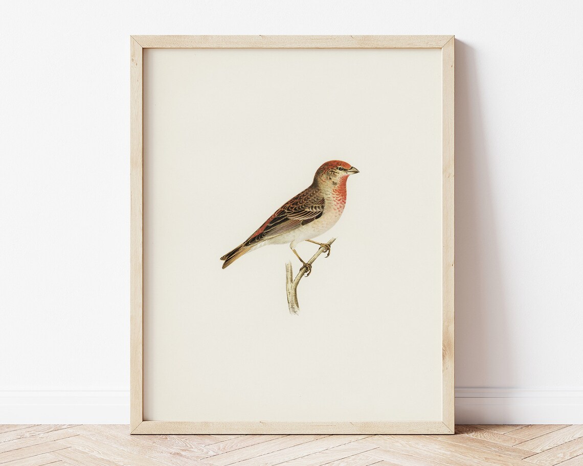 Vintage Finch Bird Wall Art Bird Drawing Kids Room Wall Decor Farmhouse Nursery Art Print Antique Garden Bird Print - Image 3