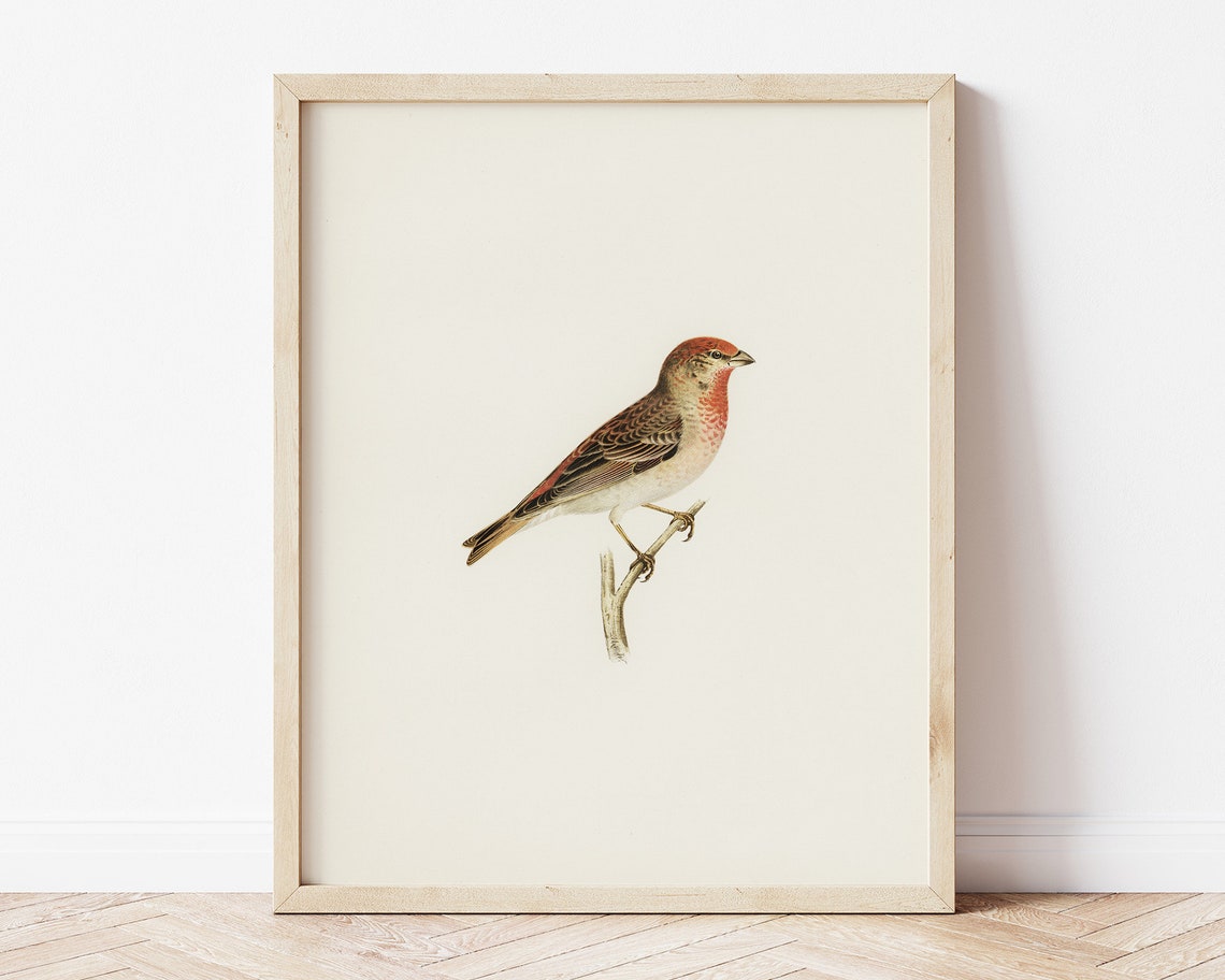 Vintage Red Finch Songbird Antique Natural History Art Poster - Image 3