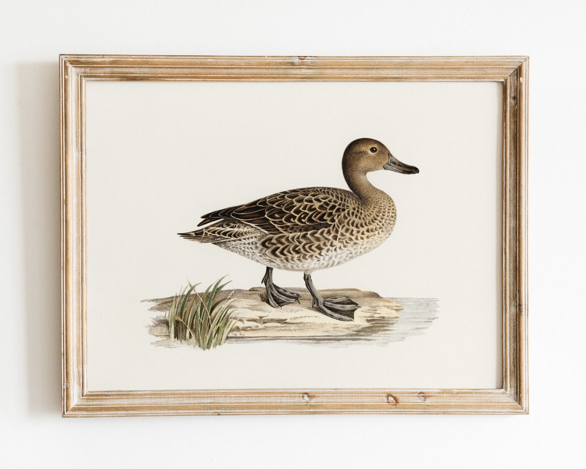 Northern Pintail Female Duck Vintage Naturalist Illustration Poster - Image 3