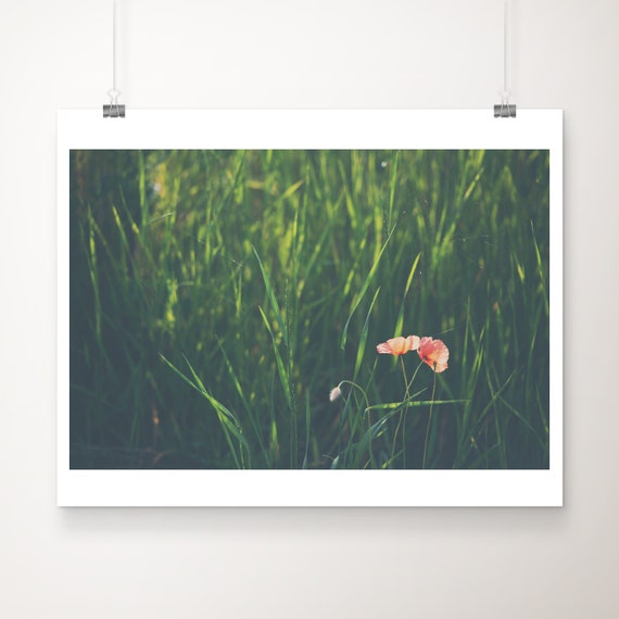 Red Poppy Photograph Flower Print Botanical Wall Art English Decor Nature Photography Large