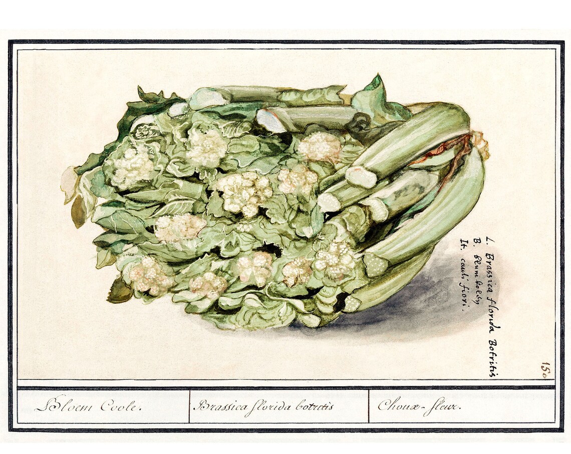 Cauliflower Antique Lithograph, Vintage Botanical Art Print