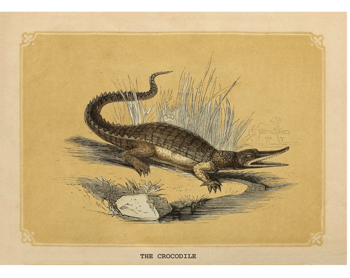 Crocodile Antique Lithograph, Vintage Fine Art Print