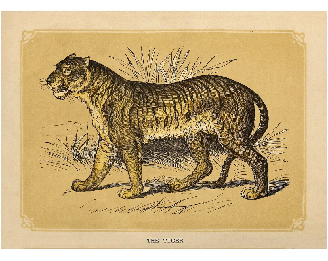 The Tiger Vintage Animal Engraving Classic Wildlife Art Poster