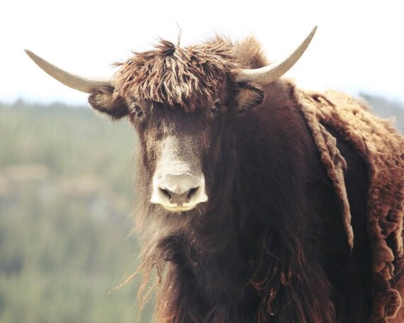 Yak Headshot Close Up Shaggy Highland Cattle Fine Art Photography Print