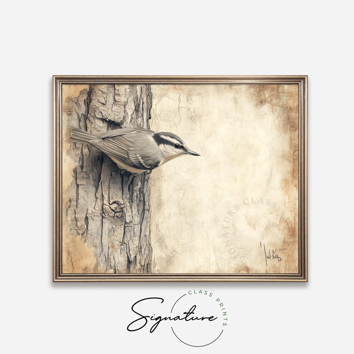 Nuthatch Bird Climbing Tree Trunk In Sepia Sketch Style Poster - Image 4