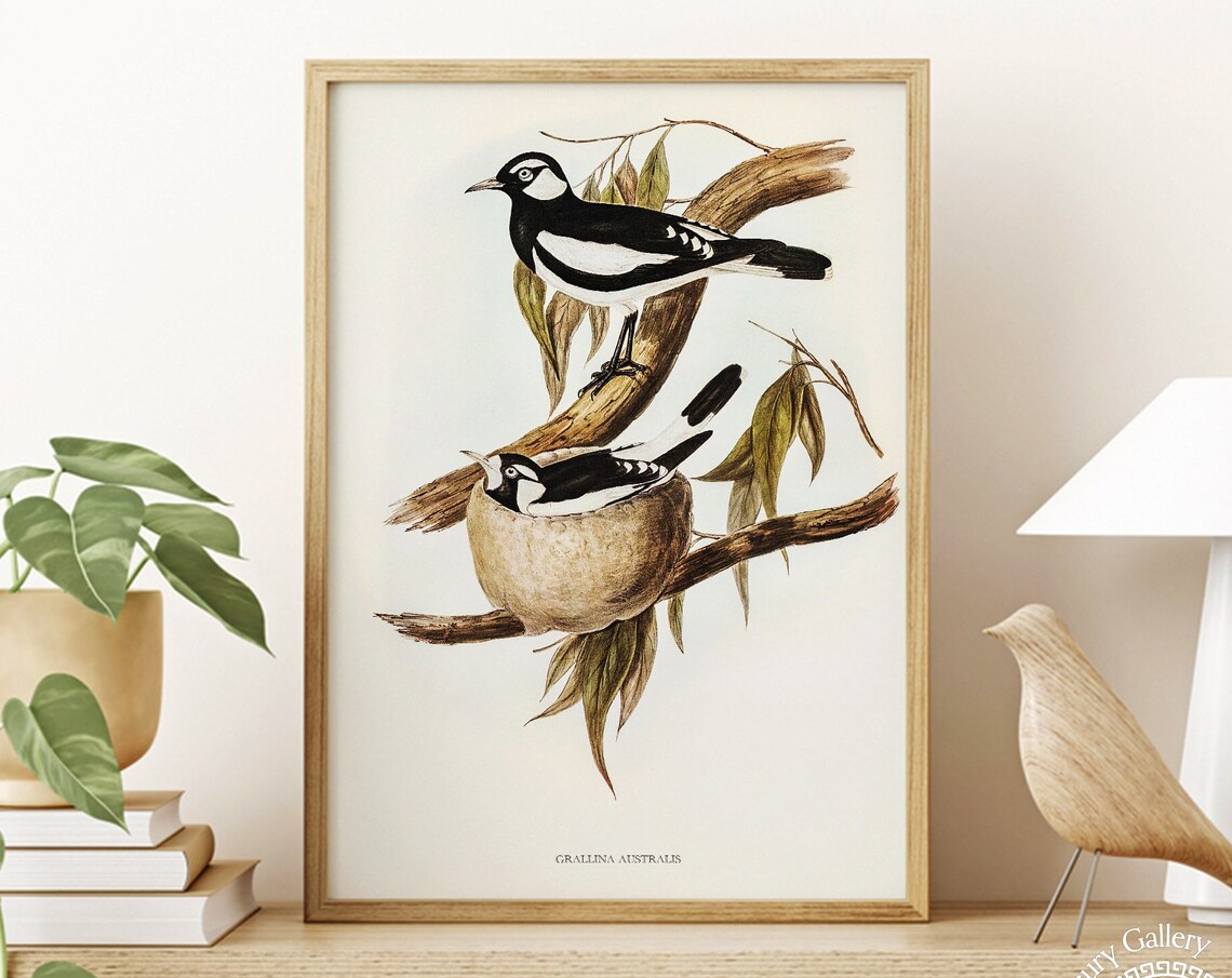 Vintage Magpie-Lark Mud Nest Antique Australian Bird Illustration Art