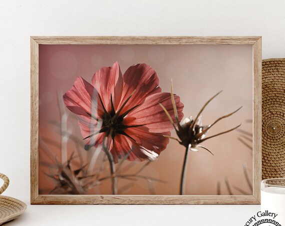 Pink Cosmos Flower Backlit Close Up Botanical Photography Art Print