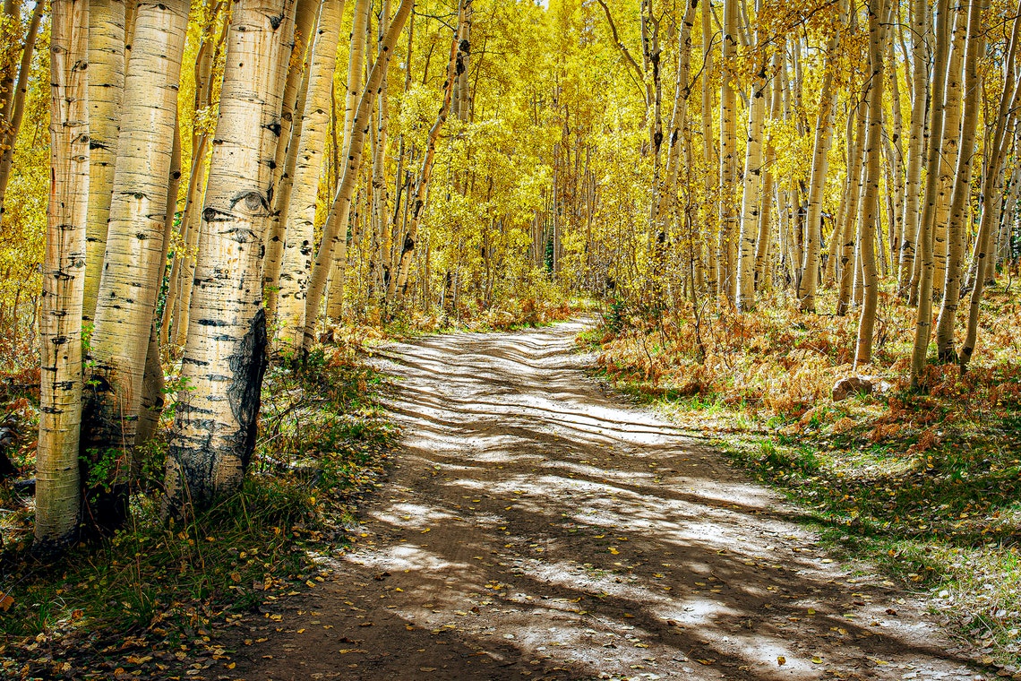 Sun Dappled Trail Winding Through Golden Aspen Forest Fall Poster