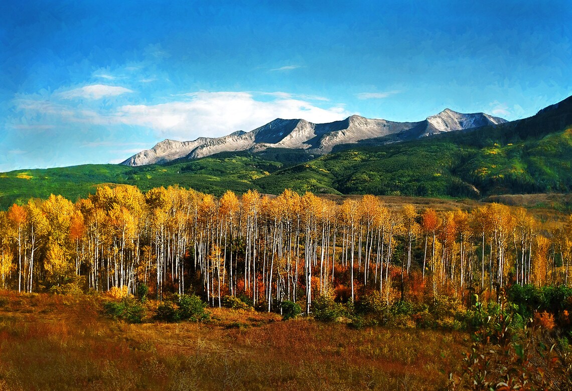 Golden Aspen Grove with Rocky Mountain Peak Blue Sky Fall Poster