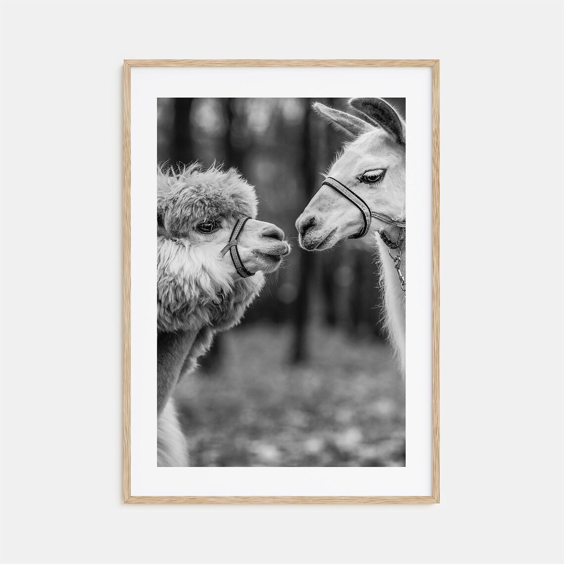 Alpaca And Llama Face To Face Nuzzling Black And White Photo Poster