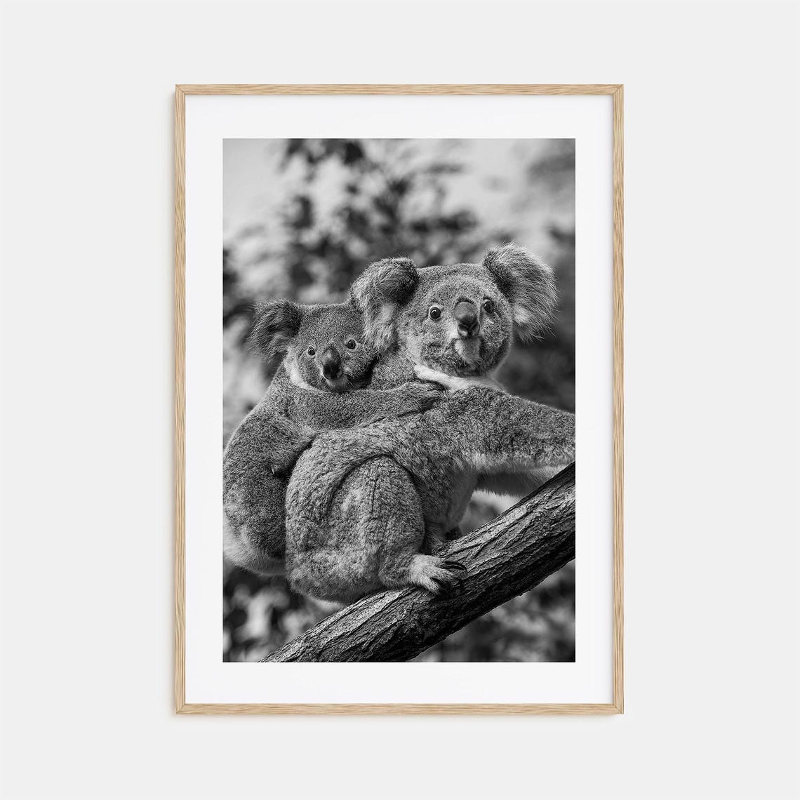Two Koalas Cuddling On Tree Branch Black And White Photo Poster