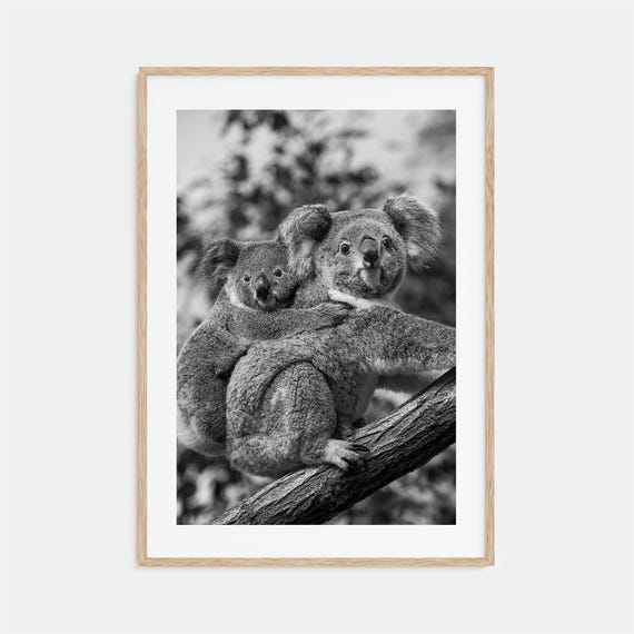 Koala Photo Poster Print No 1 Koala Black And White Wall Art Koala Wall Photography Koala Travel Koala Map Poster