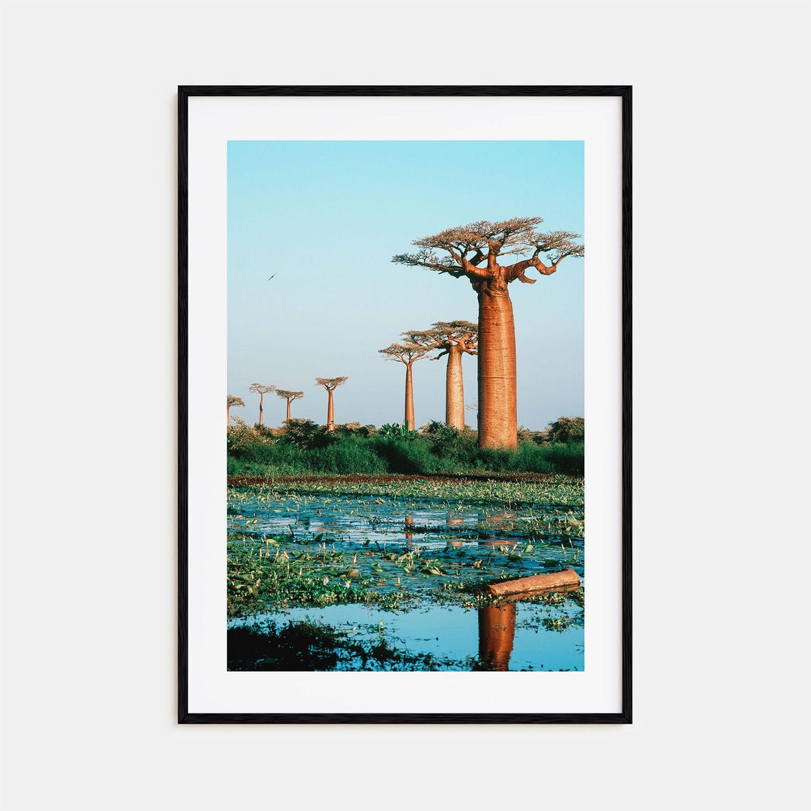 Madagascar Avenue of the Baobabs Golden Light Water Reflection Poster