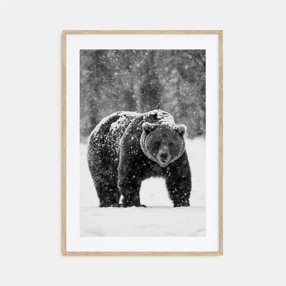 Bear Photo Poster Print No 2 Bear Black And White Wall Art Bear Wall Photography Bear Travel Bear Map Poster