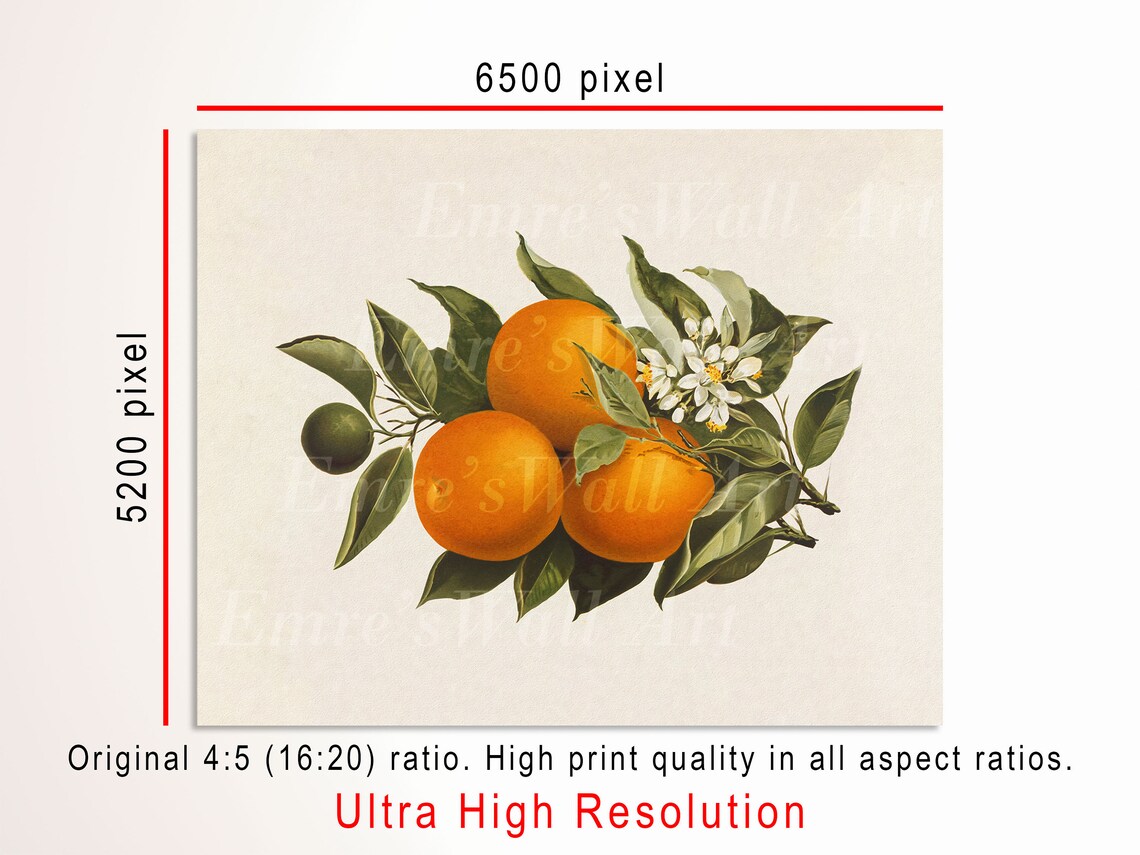 Orange Tree Print, Vintage Farmhouse Art Print - Image 3
