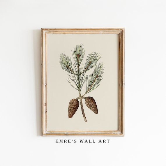 Pine Cone Branch Sketch, Vintage Botanical Art Print
