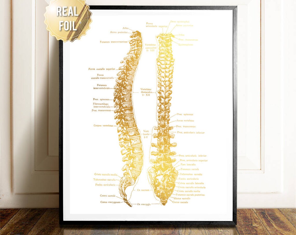 Gold Foil Human Spine Anatomy Chiropractic Vertebral Column Art Print