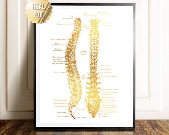 Spine Art Anatomy Human Anatomy Gold Foil Print Anatomy Art Chiropractic Art Chiropractor Gift Massage Therapist Gift