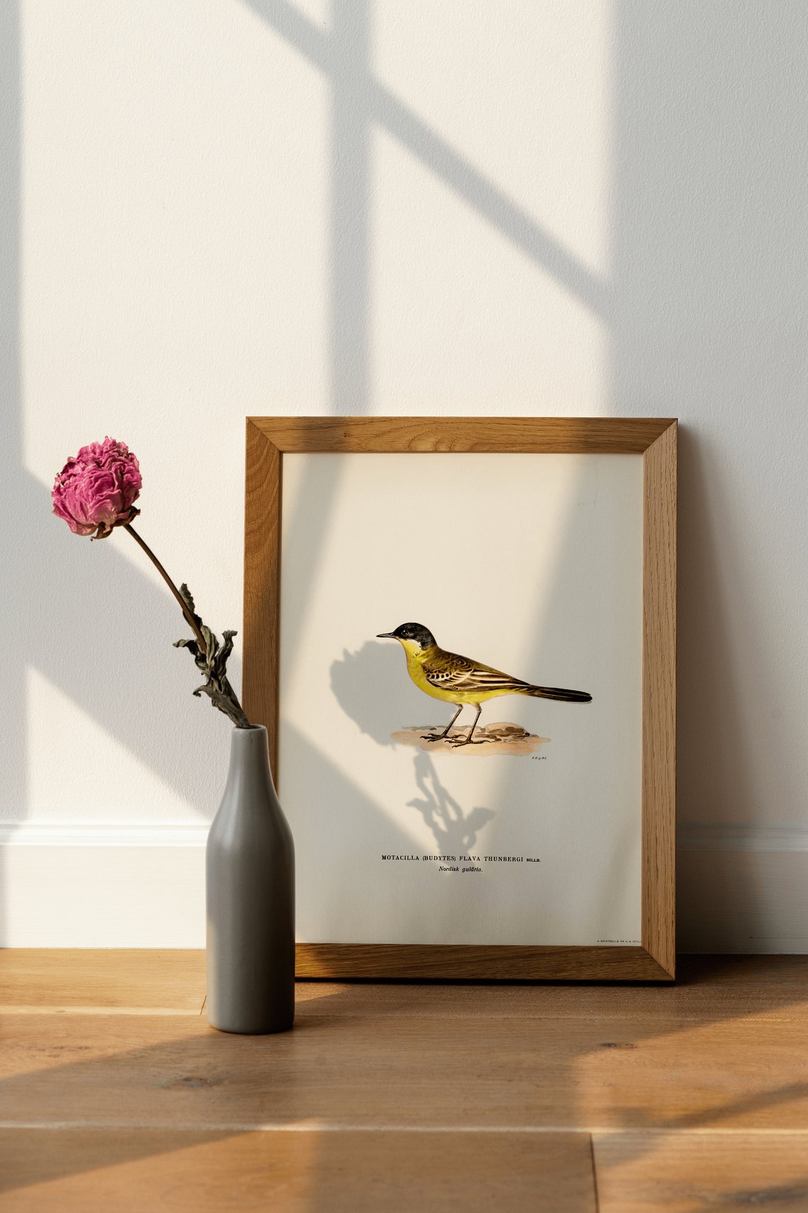 Yellow Wagtail Vintage Ornithological Bird Illustration Art Poster - Image 4