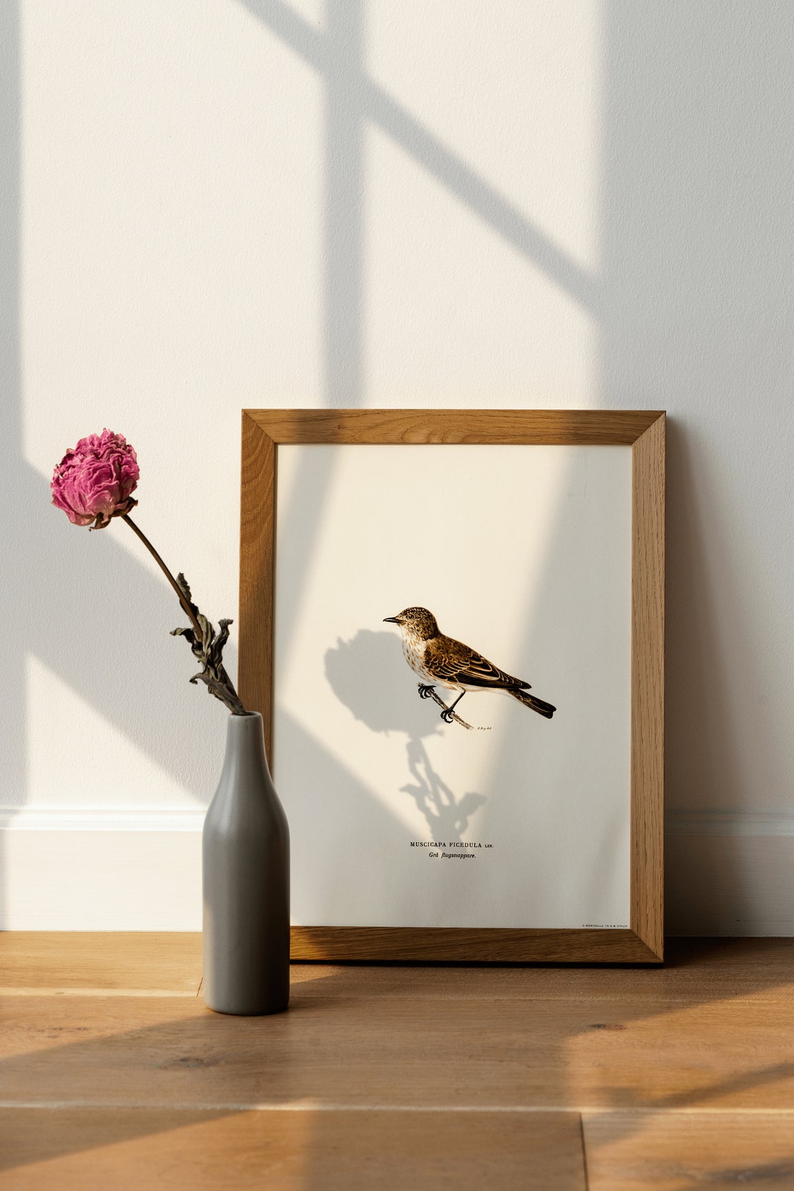 Spotted Flycatcher Vintage Swedish Ornithology Illustration Poster - Image 4