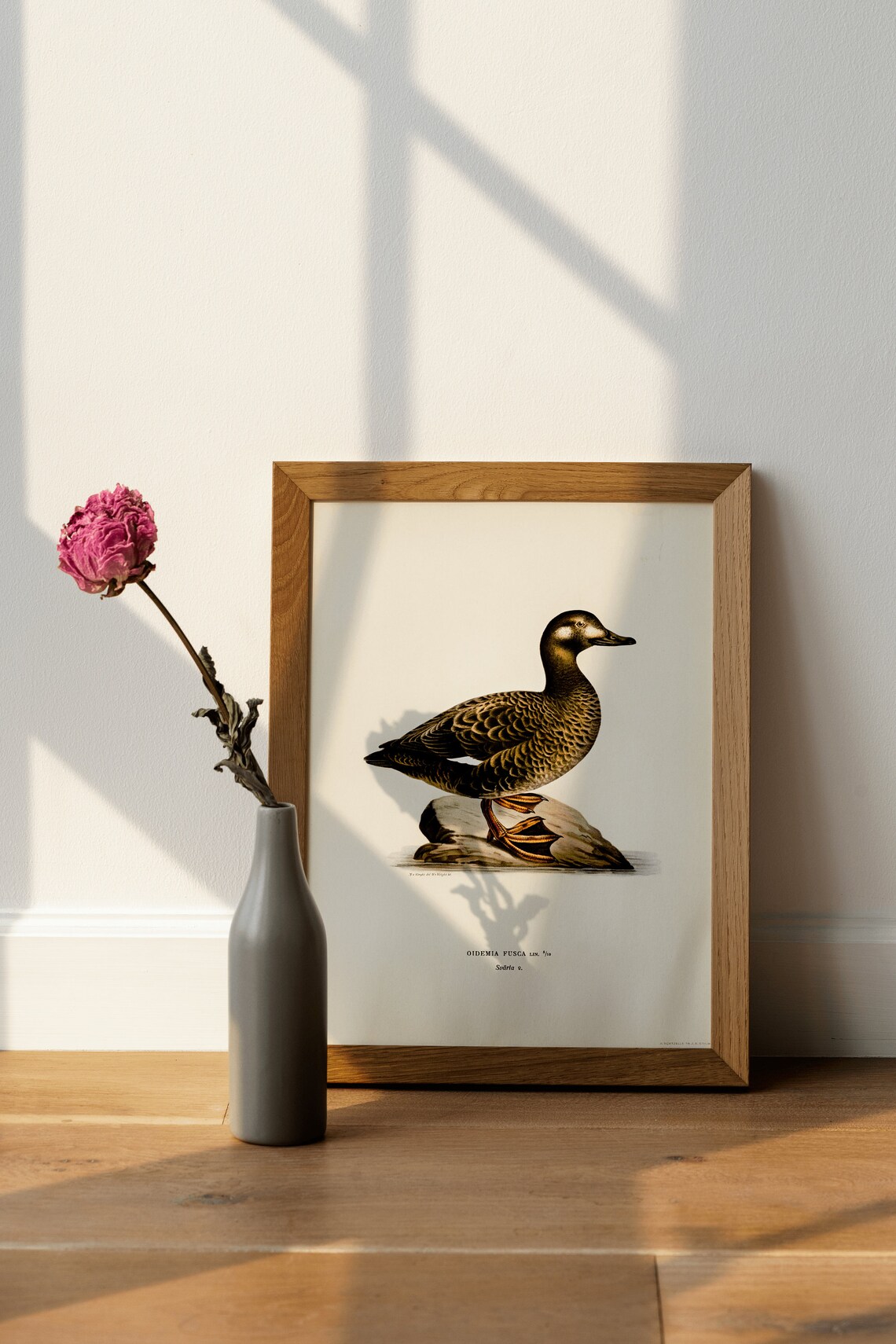 Velvet Scoter Female Duck Vintage Swedish Ornithology Bird Poster - Image 4