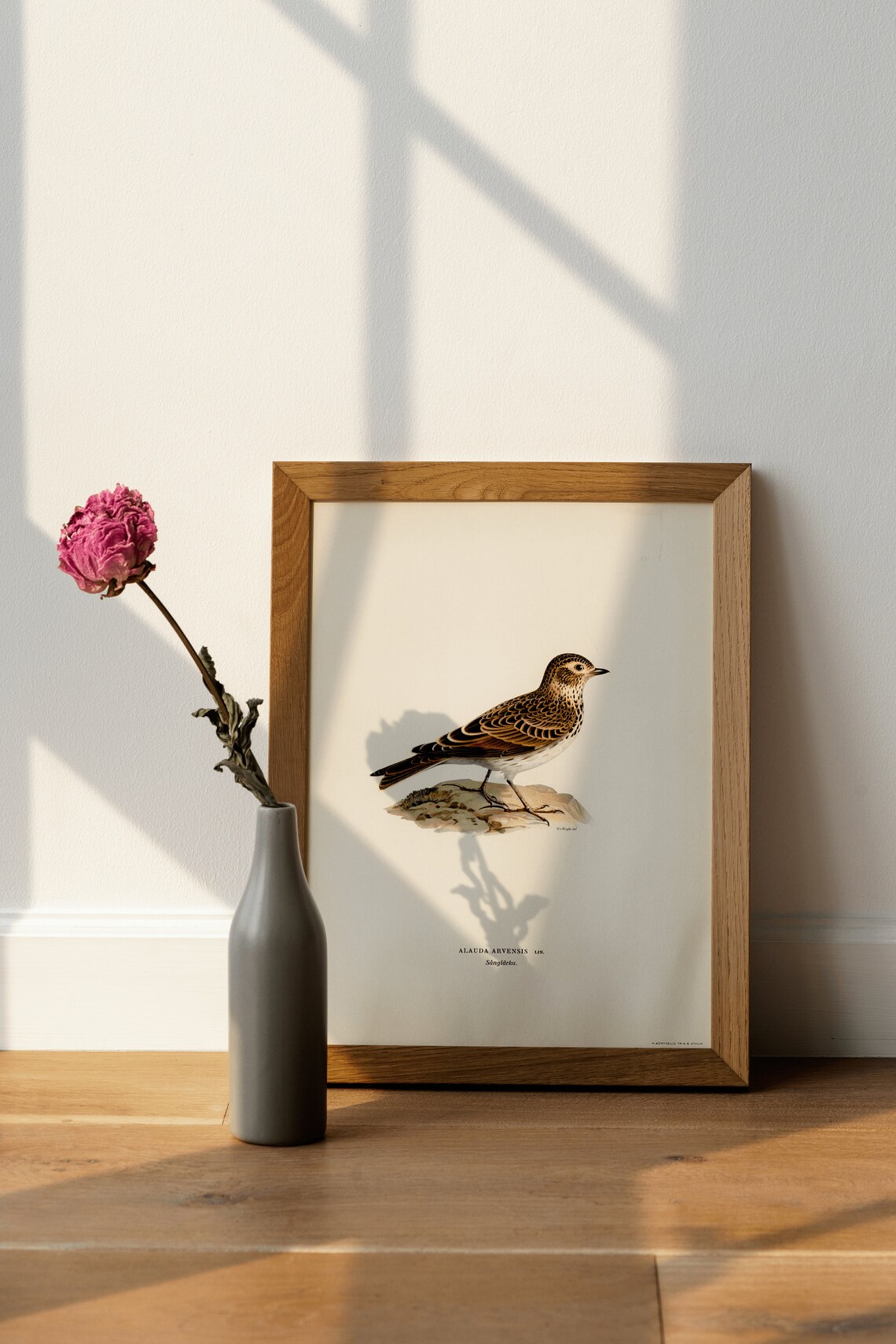Skylark Bird Vintage Nature Art Print Poster - Image 4