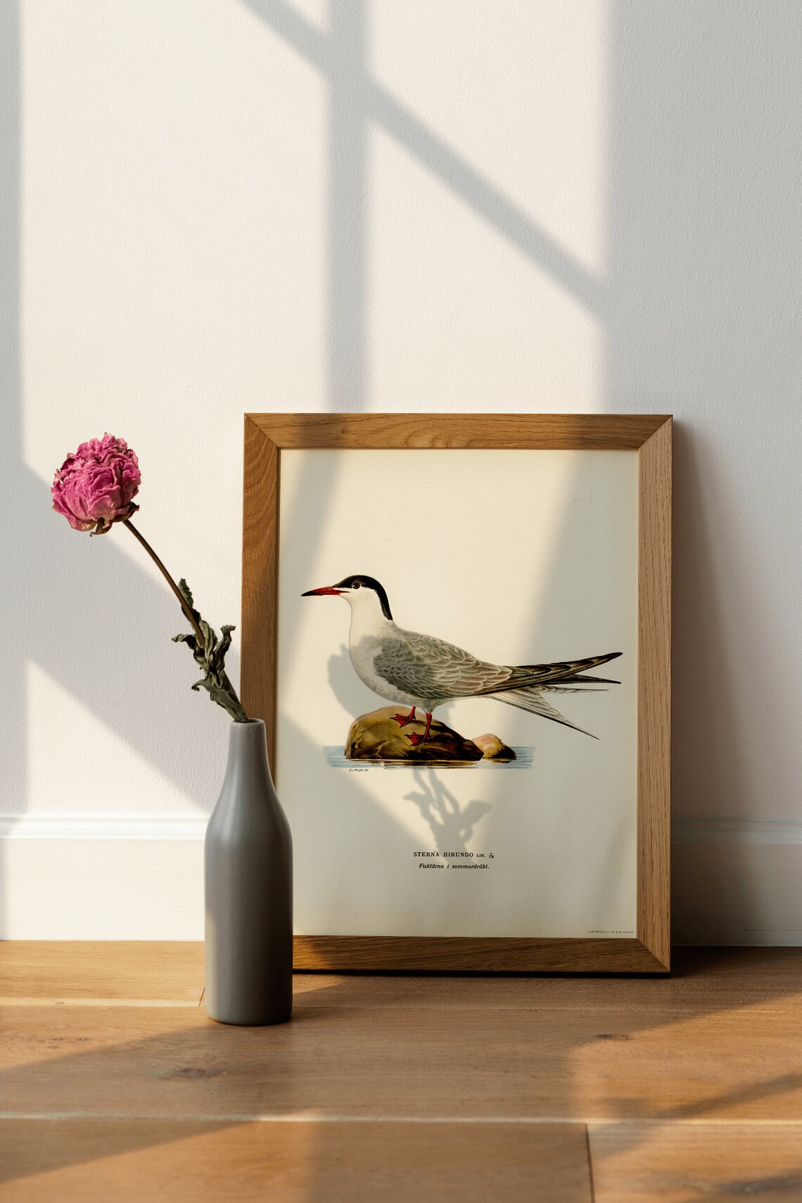 Common Tern Bird Art Print, Vintage Nature Decor - Image 4