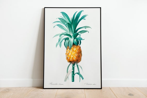 Pineapple Plant Botanical Wall Art Print Poster A3 A4 A5 High Quality Classic Photo Vintage Flowers Home Decor Minimalist Art Deco