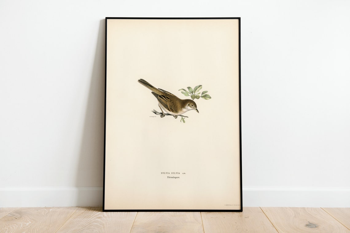 Whitethroat Warbler Vintage Ornithological Illustration Poster
