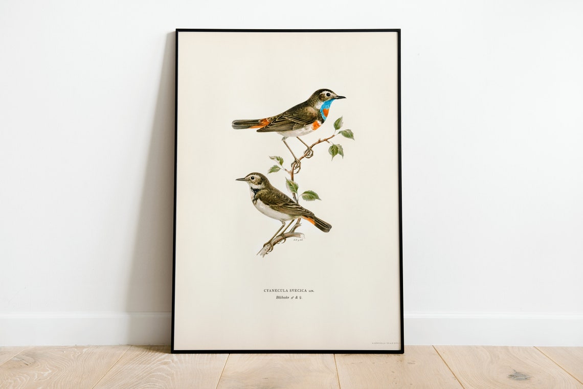 Bluethroat Pair Vintage Ornithological Bird Illustration Poster