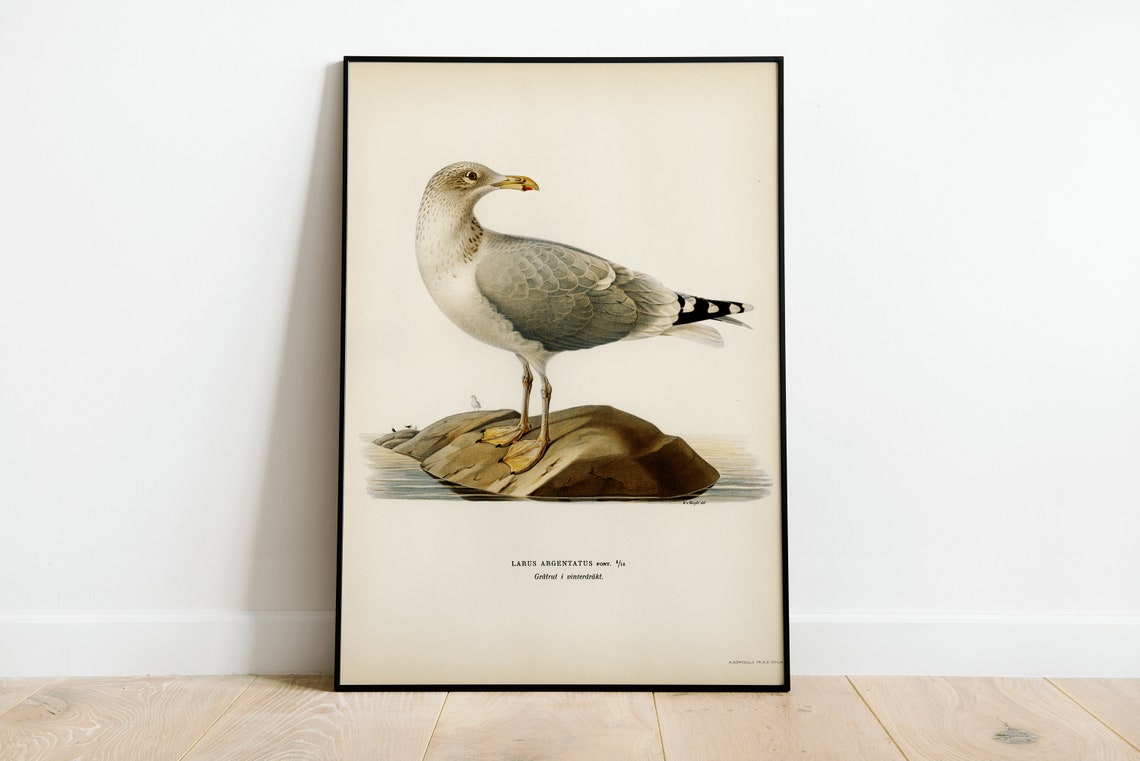 Classic Herring Gull Vintage Ornithological Illustration Poster