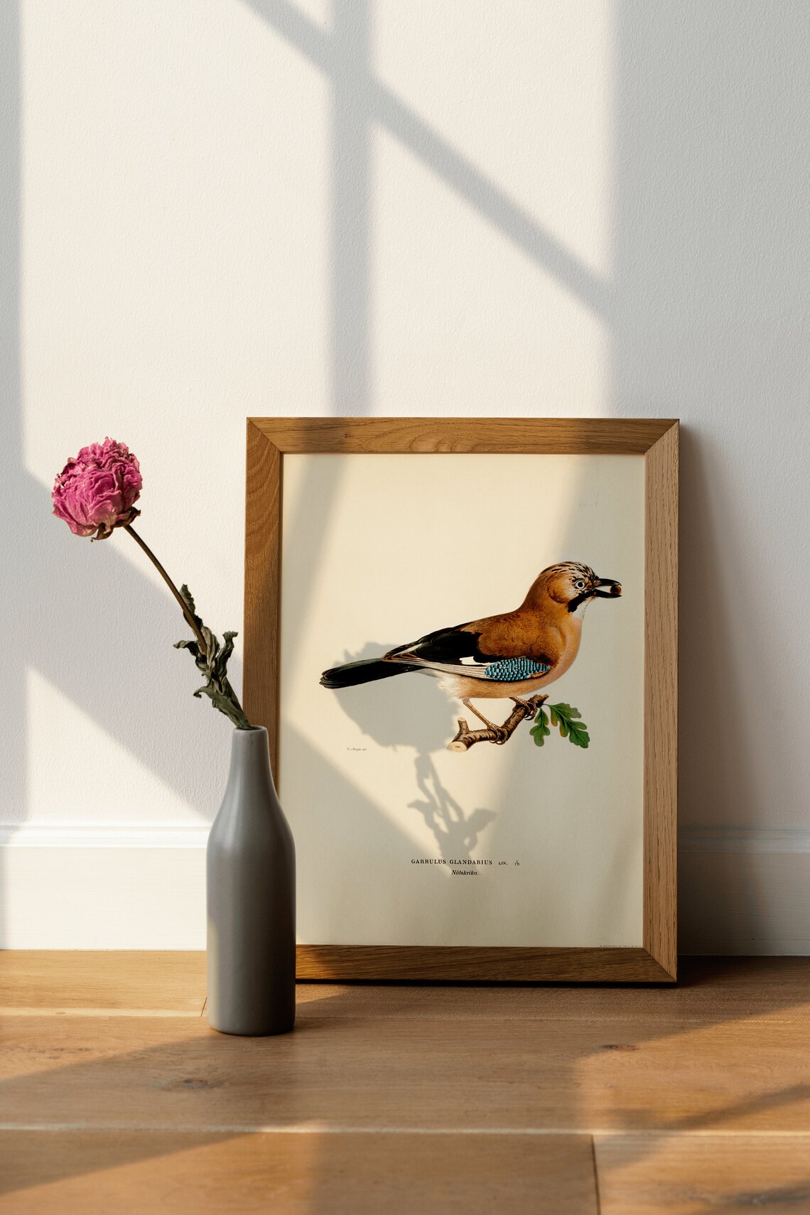 Eurasian Jay Bird Vintage Nature Art Print - Image 3