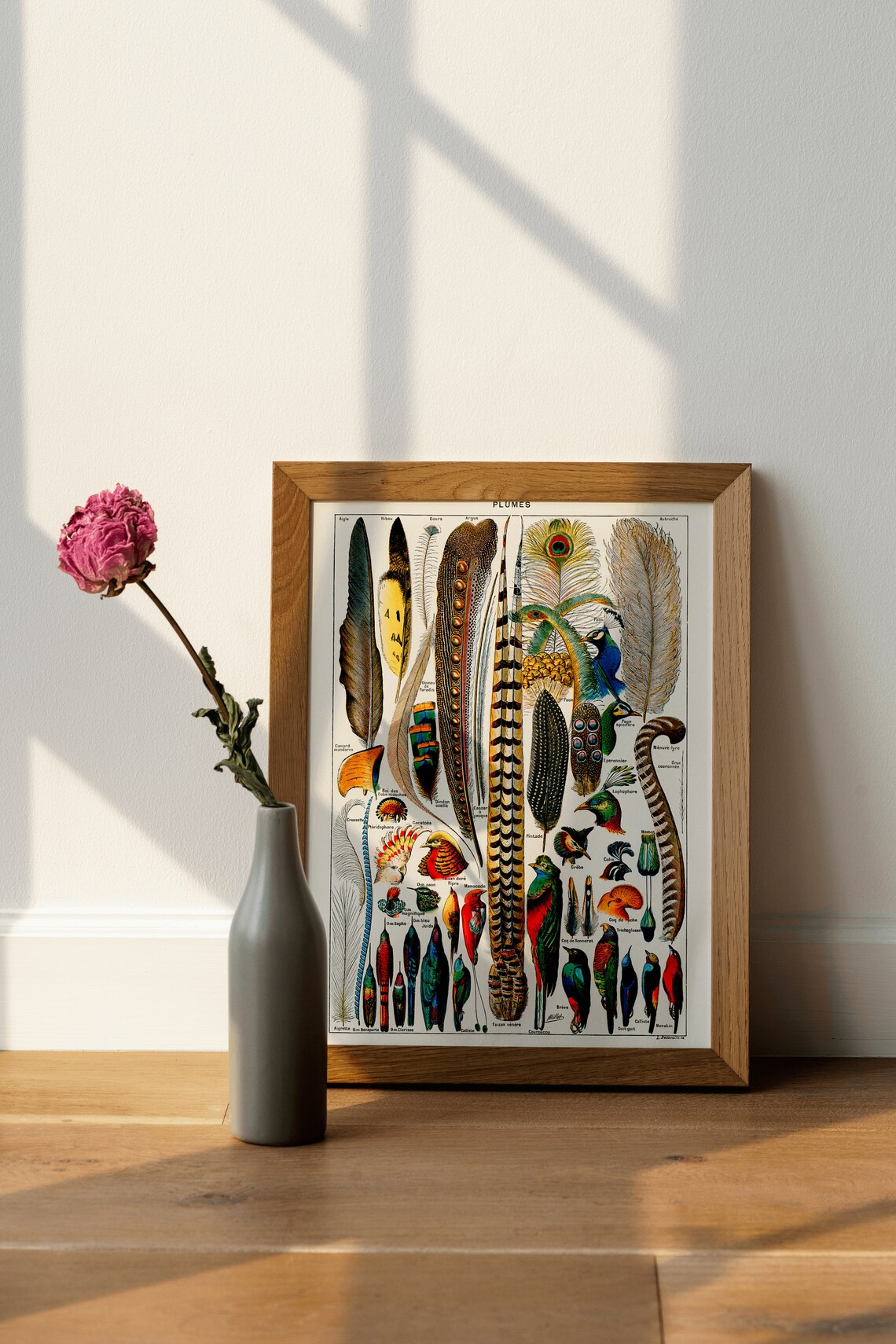 Plumes Vintage French Feather Chart Natural History Bird Wall Poster - Image 4