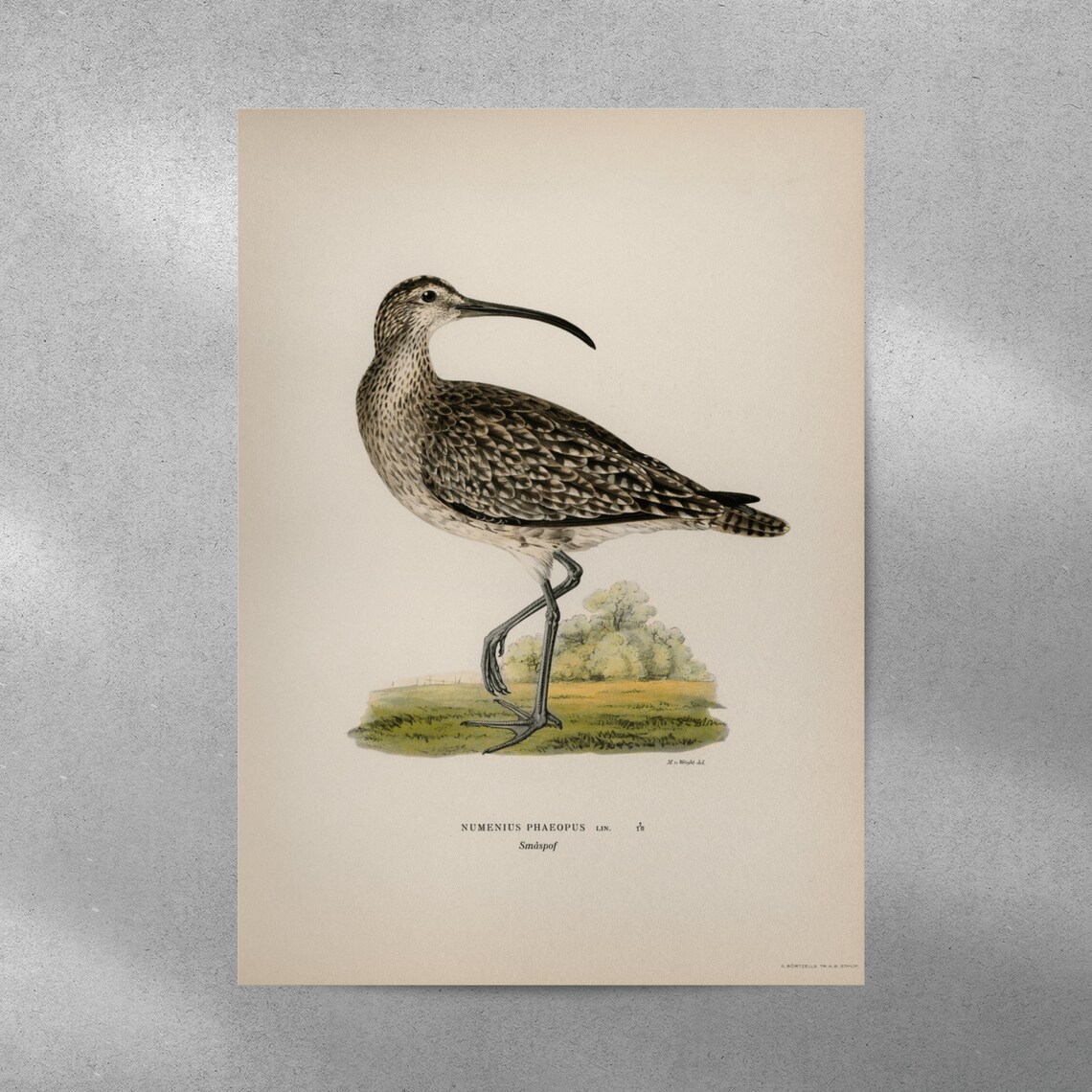 Whimbrel Bird Vintage Nature Art Print Poster - Image 4