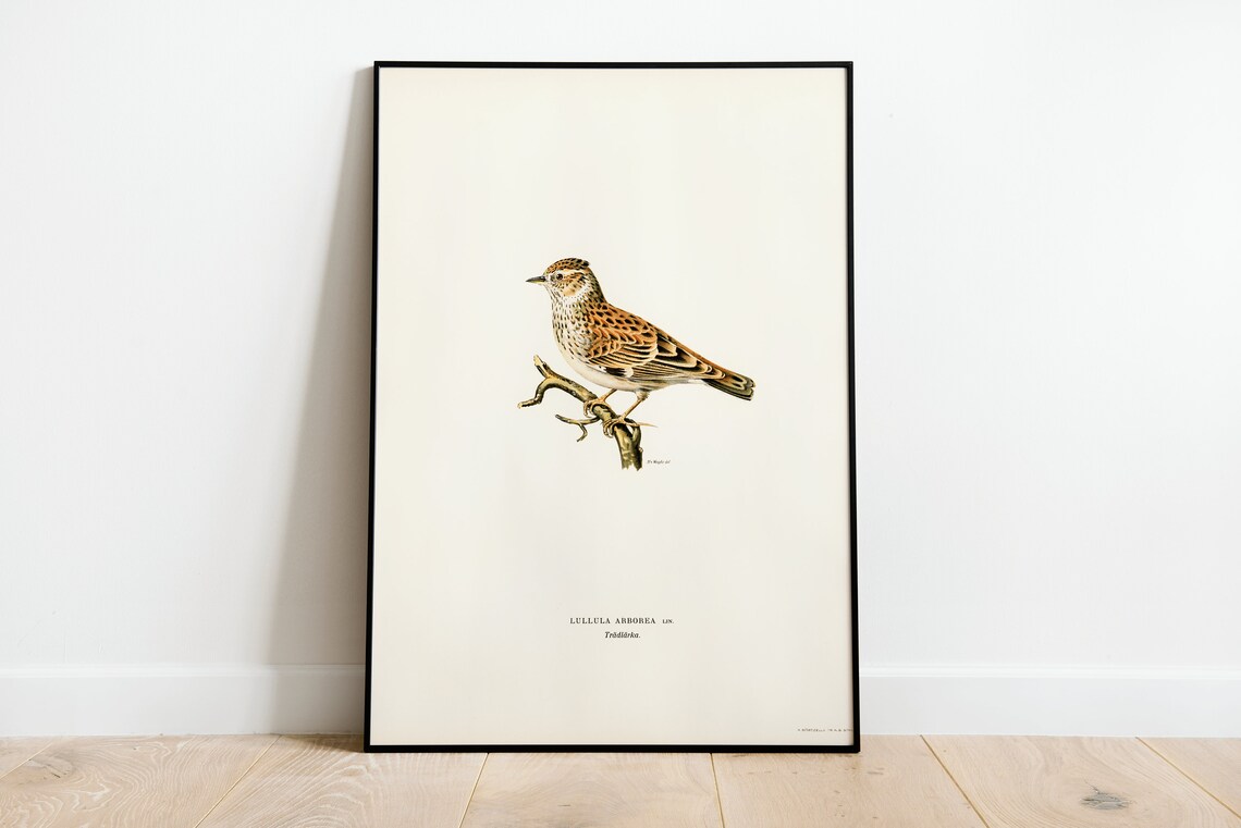 Woodlark Vintage Ornithological Songbird Illustration Art Poster