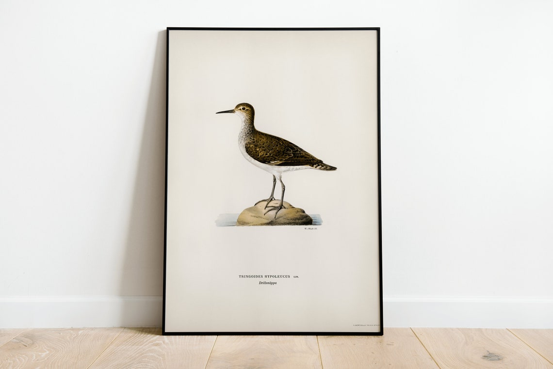 Common Sandpiper Wader Bird Vintage Natural History Print Study Art