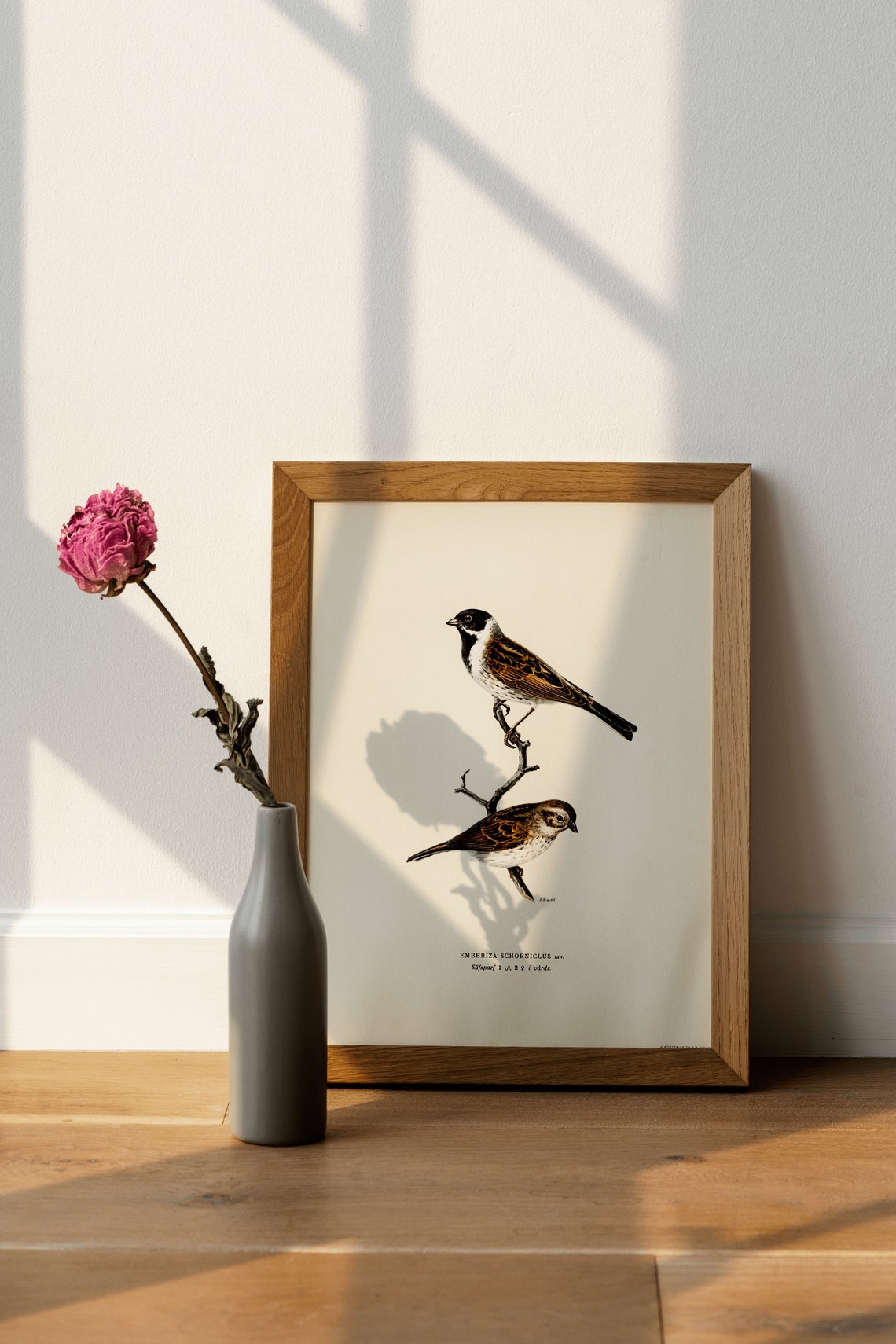 Reed Bunting Pair Vintage Ornithological Bird Illustration Poster - Image 4
