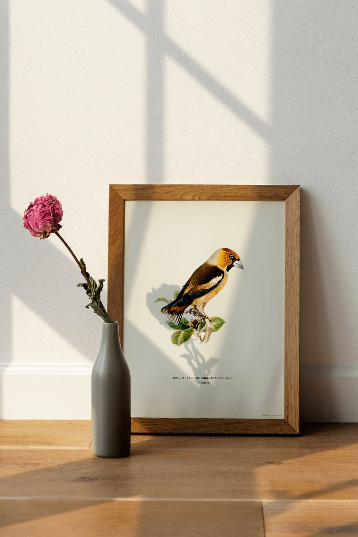 Hawfinch Vintage Bird Illustration Naturalist Songbird Print - Image 4