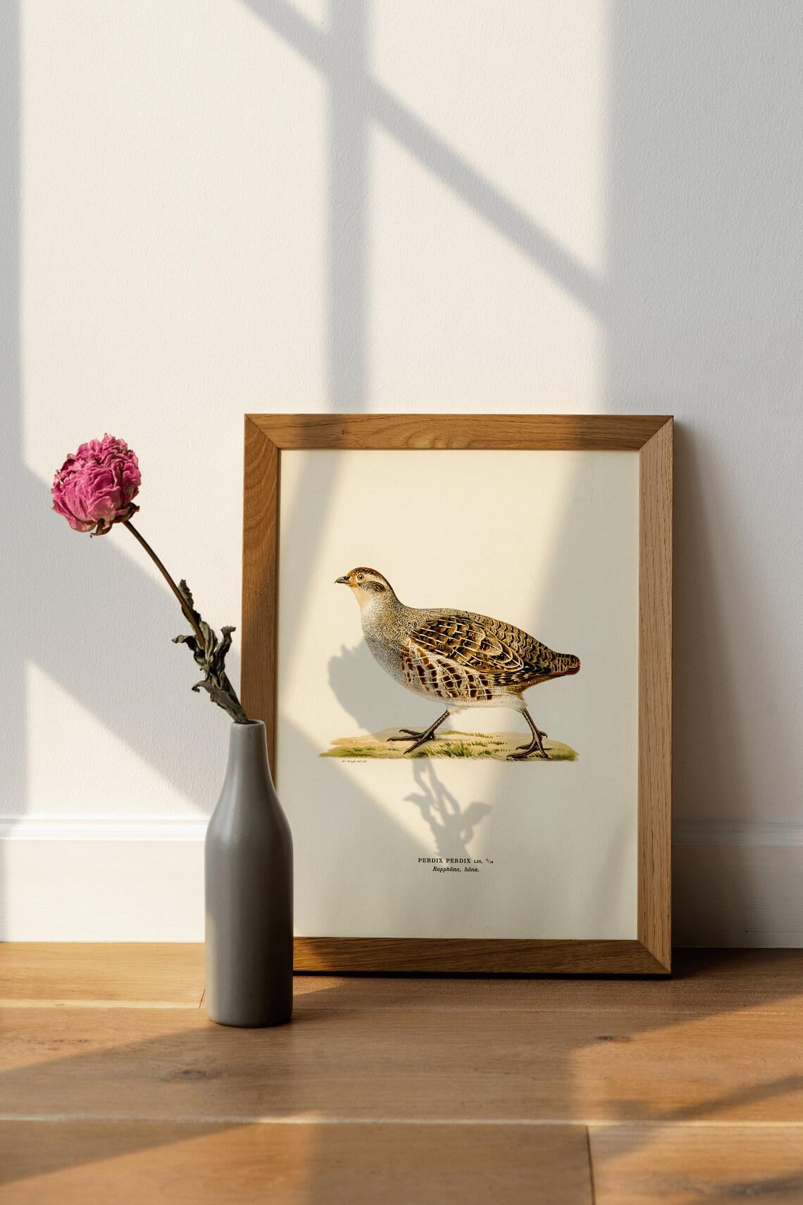 Grey Partridge Vintage Nature Art Print, Classic Bird - Image 4