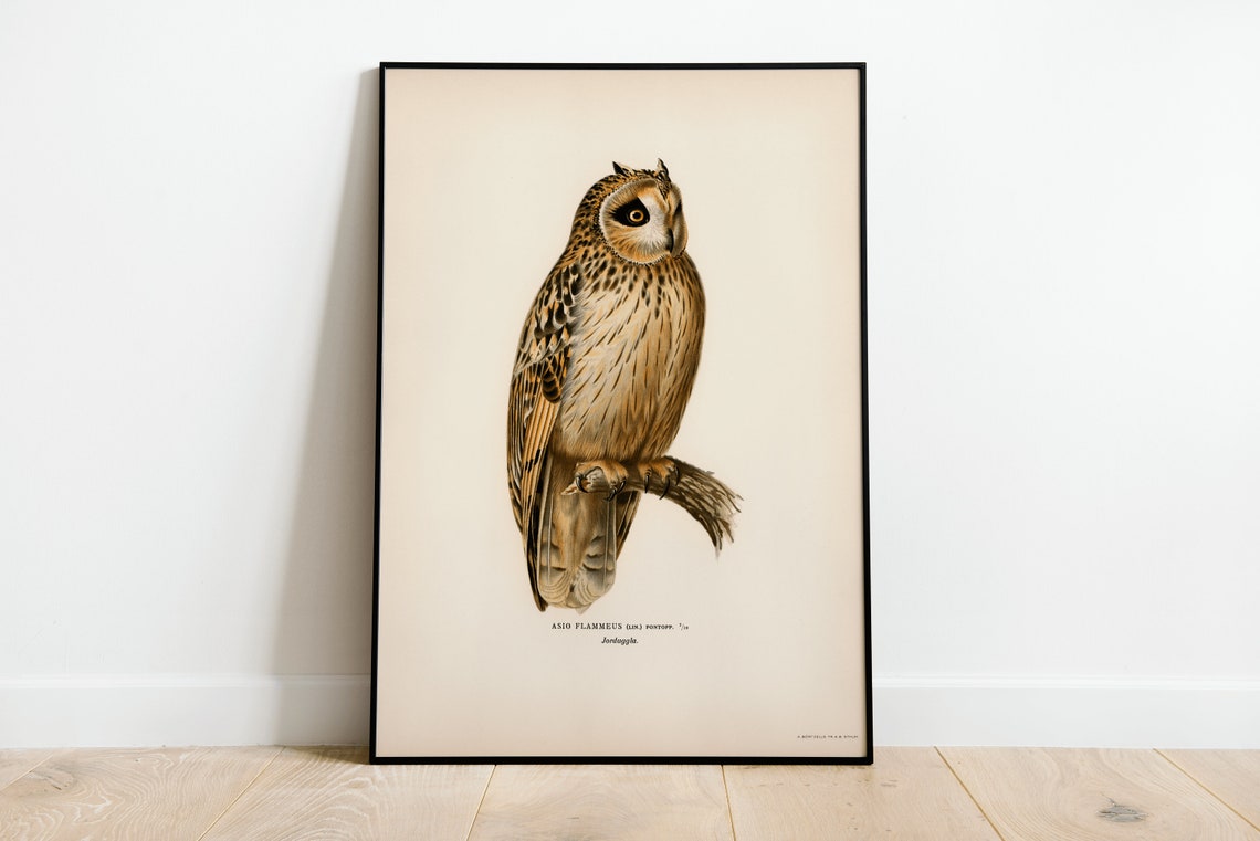 Classic Short Eared Owl Vintage Ornithological Illustration Poster
